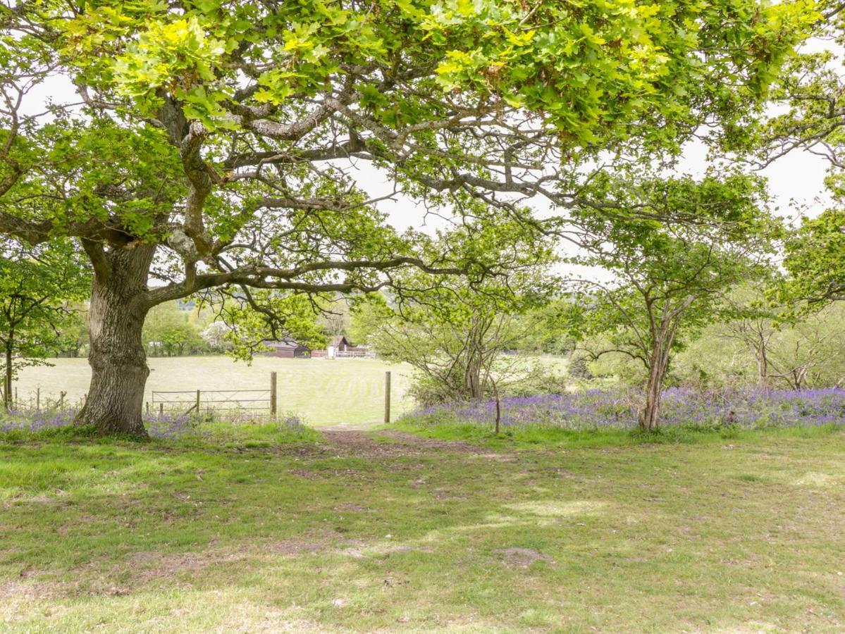 Pheasant Lodge Wimborne Minster Eksteriør bilde